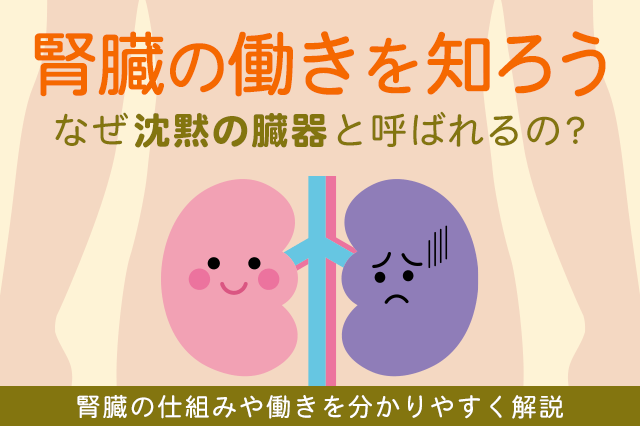 沈黙の臓器 腎臓 の仕組みと働きとは シニアのあんしん相談室 宅配ごはん案内